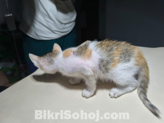 মিক্স বিড়াল